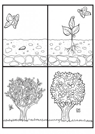 Life Cycle Of A Tree Coloring Page | Coloring - Part 2