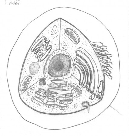 Anatomy And Physiology Coloring Pages - Coloring Pages For All Ages
