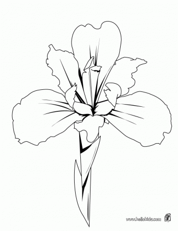 Orchid coloring pages - Hellokids.com