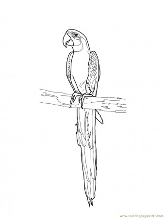 Blue and gold macaw Coloring Page for Kids - Free Parrots Printable Coloring  Pages Online for Kids - ColoringPages101.com | Coloring Pages for Kids