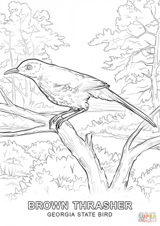 Georgia State Bird coloring page | Free Printable Coloring Pages