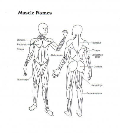 Muscular System for Coloring Pinterest - Anatomy Body Diagram