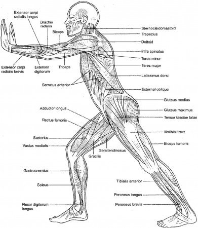 Anatomy Coloring Pages Muscles at GetDrawings.com | Free for ...