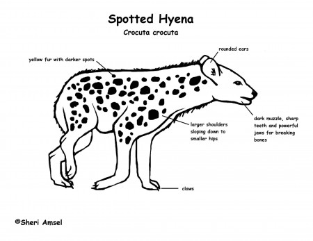 Hyena (Spotted)
