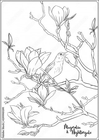 Magnolia tree branch with flowers and nightingale Coloring page for the  adult coloring book. Outline hand drawing vector illustration.. Stock  Vector | Adobe Stock