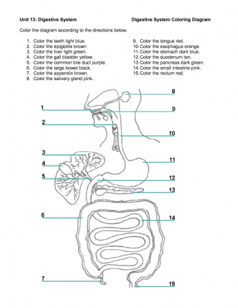Digestive System Colouring Worksheet - High Quality Coloring Pages