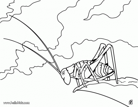 INSECT coloring pages - Grasshopper