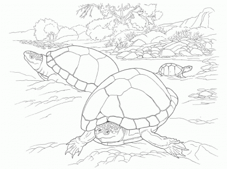Related Turtle Coloring Pages item-12150, Turtle Coloring Pages ...