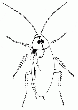 Cockroach coloring page - Animals Town - Animal color sheets Cockroach  picture