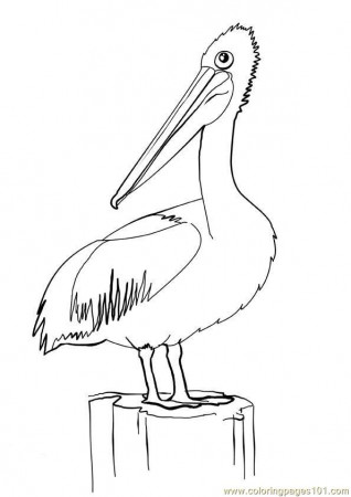 Pelican21 Coloring Page for Kids - Free Pelicans Printable Coloring Pages  Online for Kids - ColoringPages101.com | Coloring Pages for Kids
