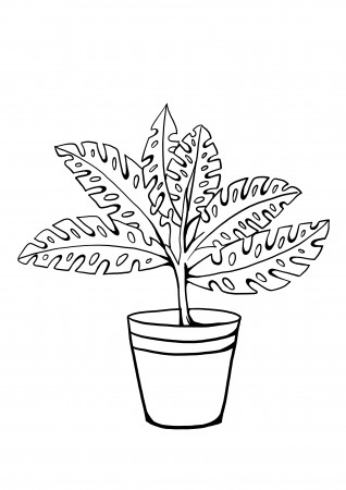 fern coloring pages