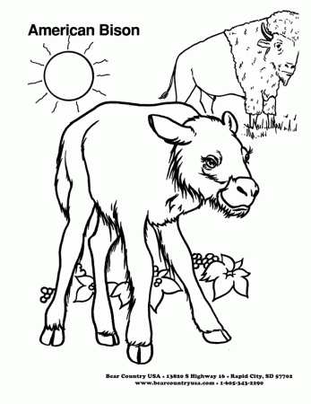 Bison coloring page - Animals Town - Animal color sheets Bison picture