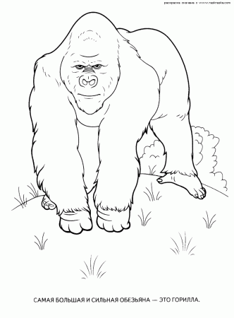 Coloring Pages Wild Animals - Free Printable Coloring Pages | Free 