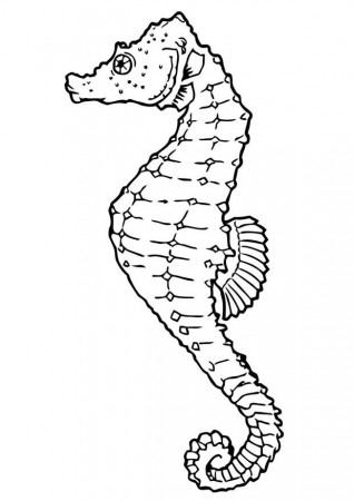 Coloring page seahorse - img 19442.