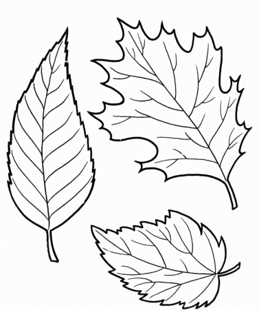 The Old And Dry Leaves Coloring Pages Car Pictures