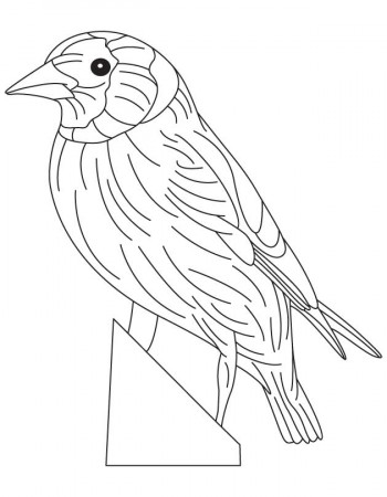 goldfinch Colouring Pages