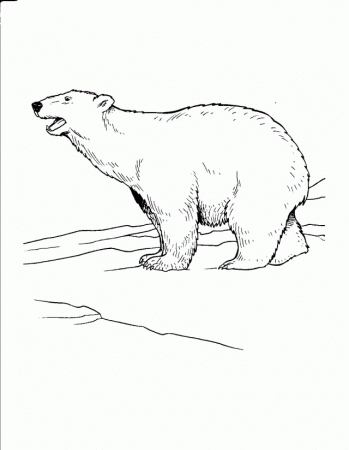 Arctic Coloring Pages C0lor 187690 Tundra Animals Coloring Pages