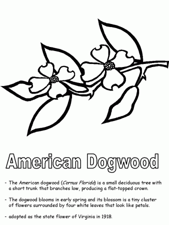 American Dogwood coloring page