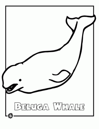 beluga whales Colouring Pages