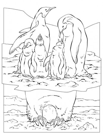 Cute Dolphin Fishes Coloring Pages