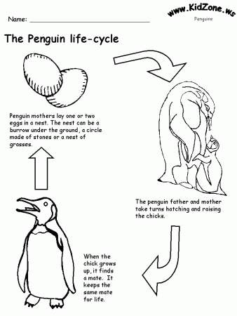Printable Penguin life cycle sheet. | Penguins