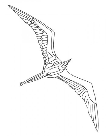Flying seabird coloring page | Download Free Flying seabird 