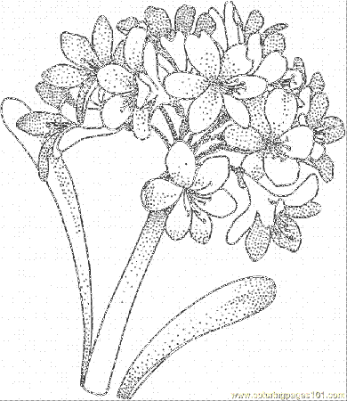 Coloring Pages Hydrangea 1 (Natural World > Flowers) - free 