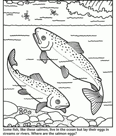 Salmon coloring page - Animals Town - Free Salmon color sheet