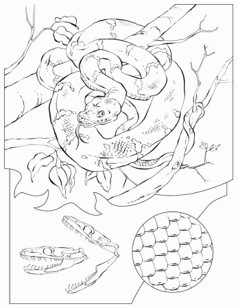 Boa Colouring Pages
