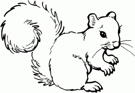 Squirrel With Acorn Coloring Page | Clipart Panda - Free Clipart 
