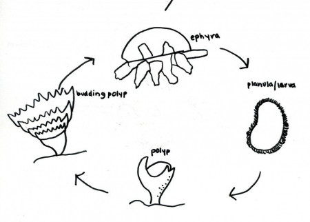 Coloring Page Life Cycle Of A Frog Hmoaxgp Coloring Pages Blog 