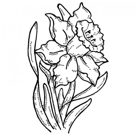 Daffodil Drawings