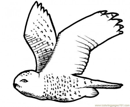 Coloring Pages Flying owl (Birds > Owl) - free printable coloring 