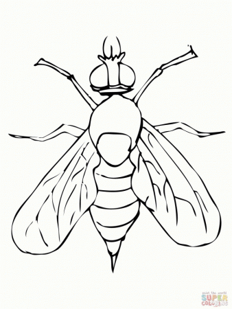 Drosophila Fruit Fly Coloring Page Id 47112 Uncategorized Yoand 