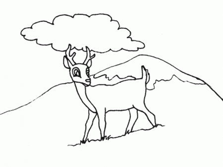 Buck Coloring Pages - Category