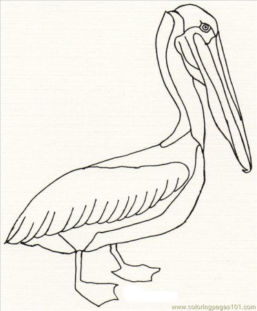 Coloring Pages Pelican 3.21 (Birds > Pelican ) - free printable 
