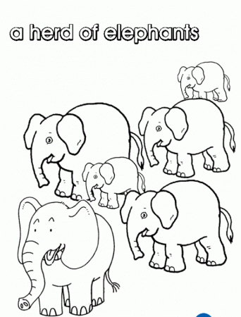Collective Nouns - Elephants - Colouring Pages