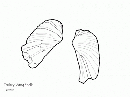 Lifestyle Printable Seashell Coloring Pages Not Just For Kids 