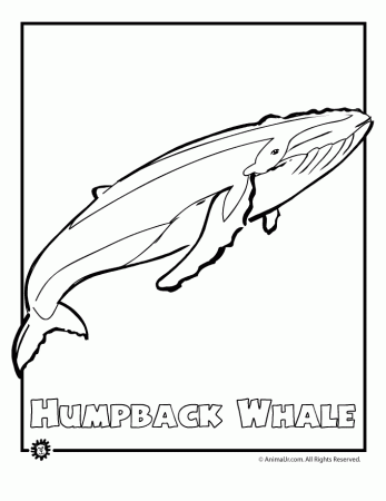 Humpback Whale Coloring Pages For Kids