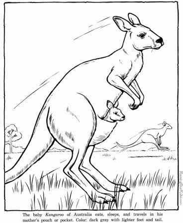 Kangaroo Coloring Page | Coloring Pages
