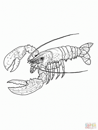 Maine Lobster Coloring Online Super Coloring 199432 Lobster 