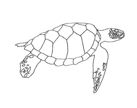 coloring pages of sea turtles : Printable Coloring Sheet ~ Anbu 