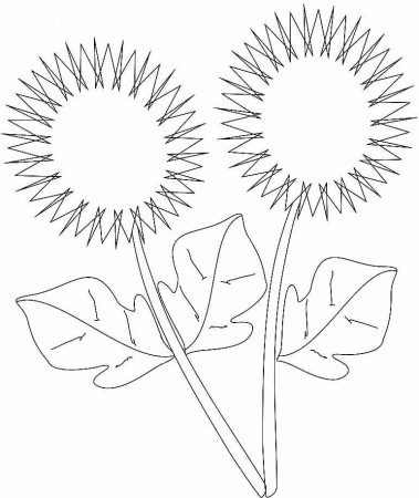 Colouring Pages Sunflower Flowers Printable For Girls & Boys #