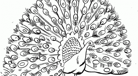 Peacock Coloring Pages and Book | UniqueColoringPages