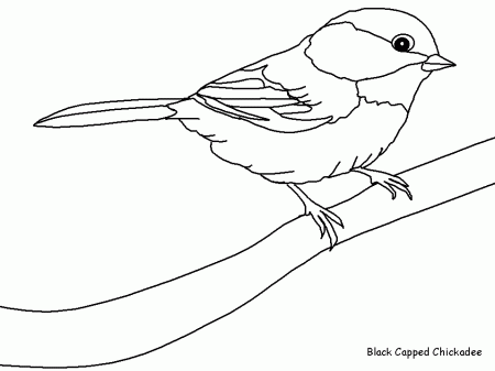 Birds 12 Animals Coloring Pages & Coloring Book