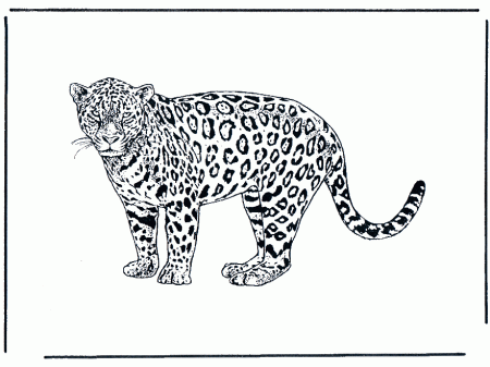 Leopard 2 - Cats
