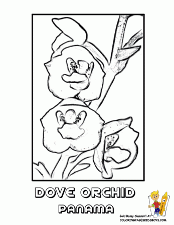 Orchid Coloring Sheet