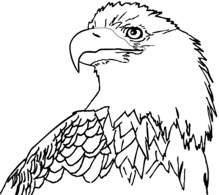 Free Printable Coloring Sheets Animal Eagle For Little Kids 126493 