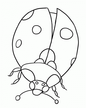 FREE Ladybug Coloring Page 1 177053 Life Cycle Coloring Pages