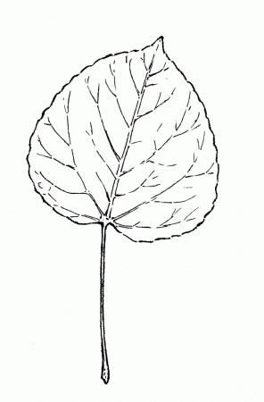 Populus tremuloides (quaking aspen, quaking poplar): Go Botany